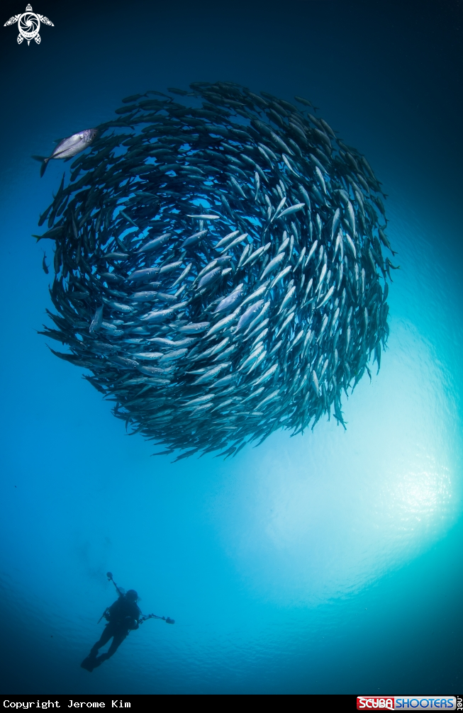 A Jackfish
