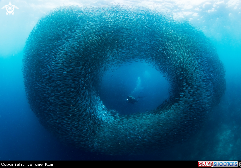 A Sardines 