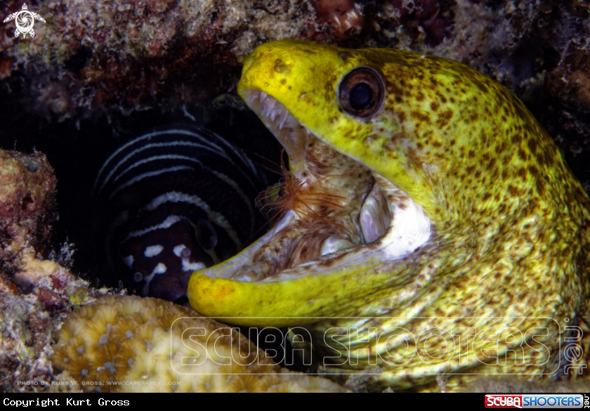 A Yellow edged Moray