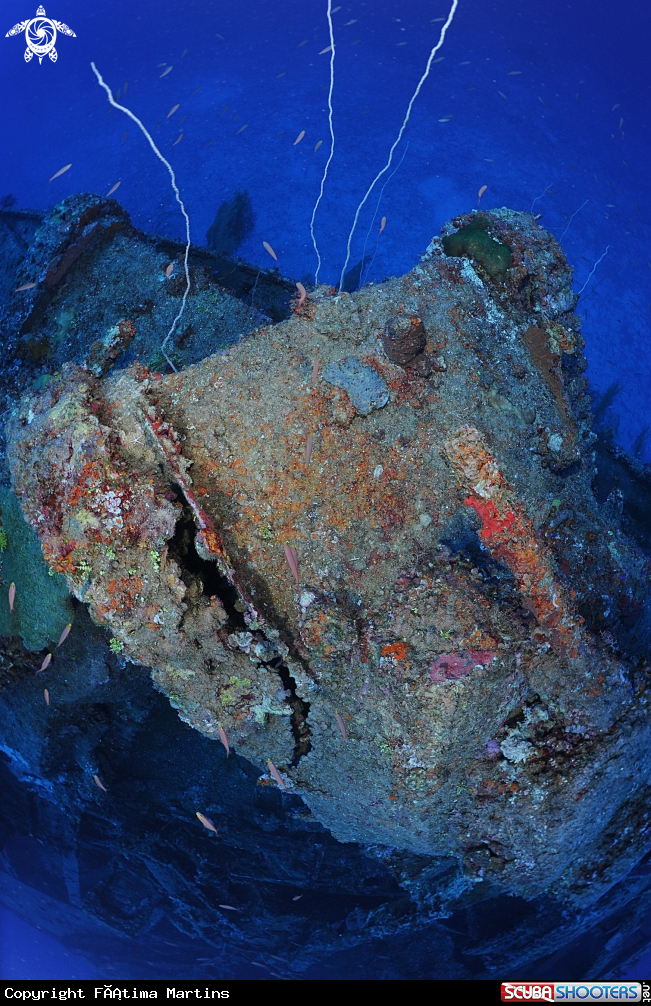 A underwater creature