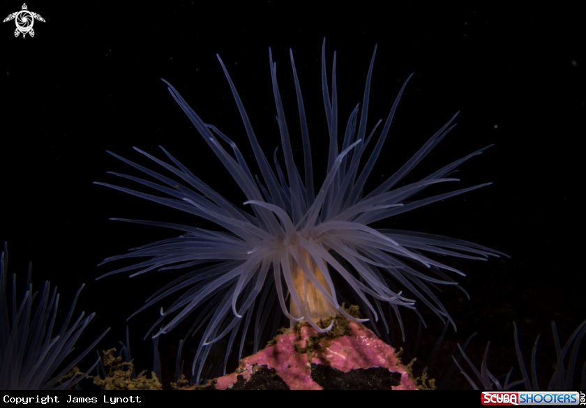 A Sea Loch Anemone