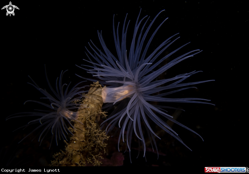 A Sea Loch Anemone