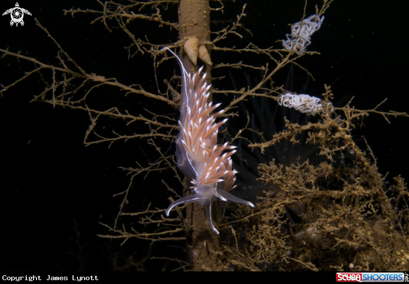 A Fjordia lineata