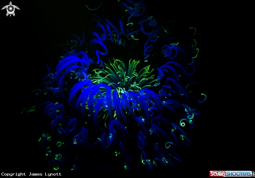 A Fireworks Anemone