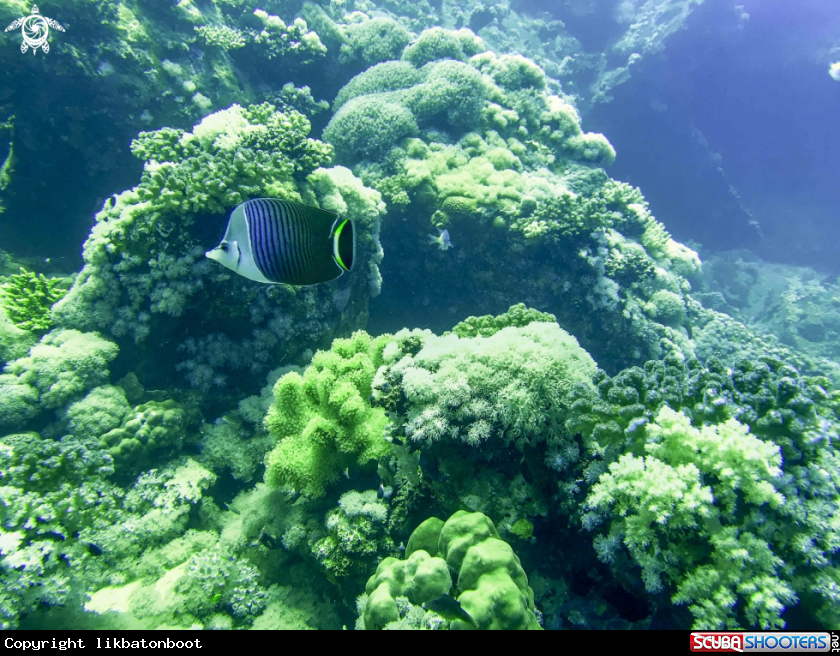 A angelfish