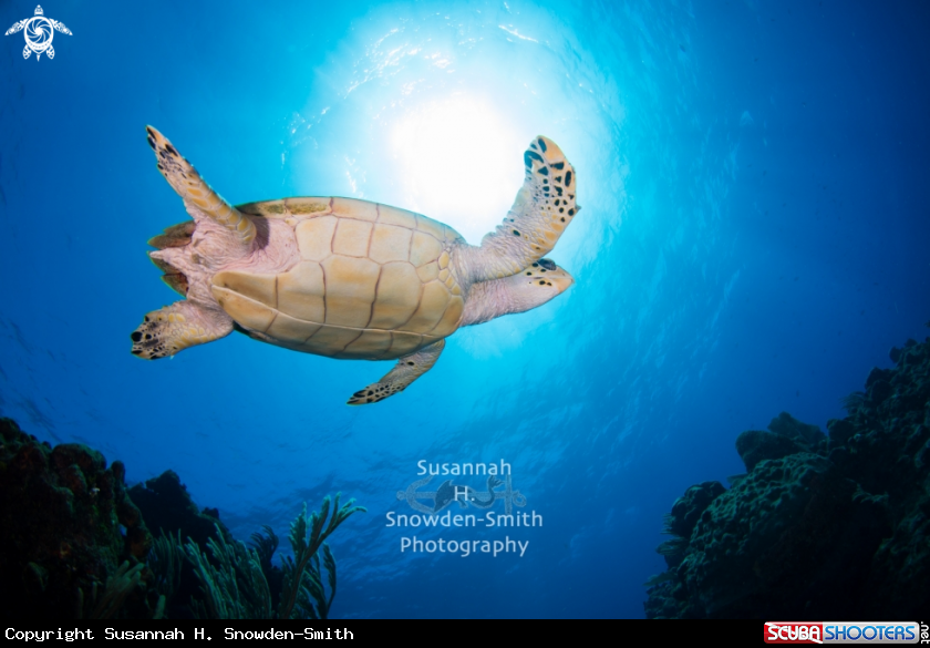 A Hawksbill turtle