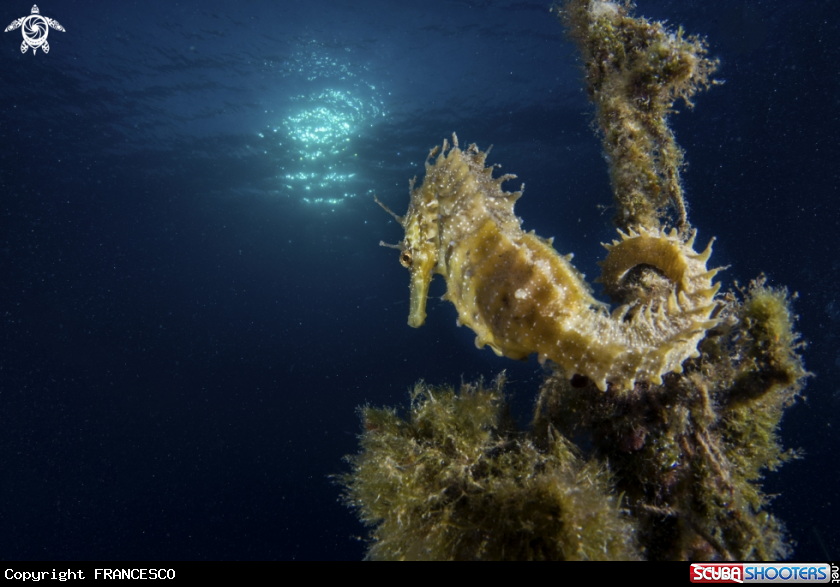 A Hippocampus