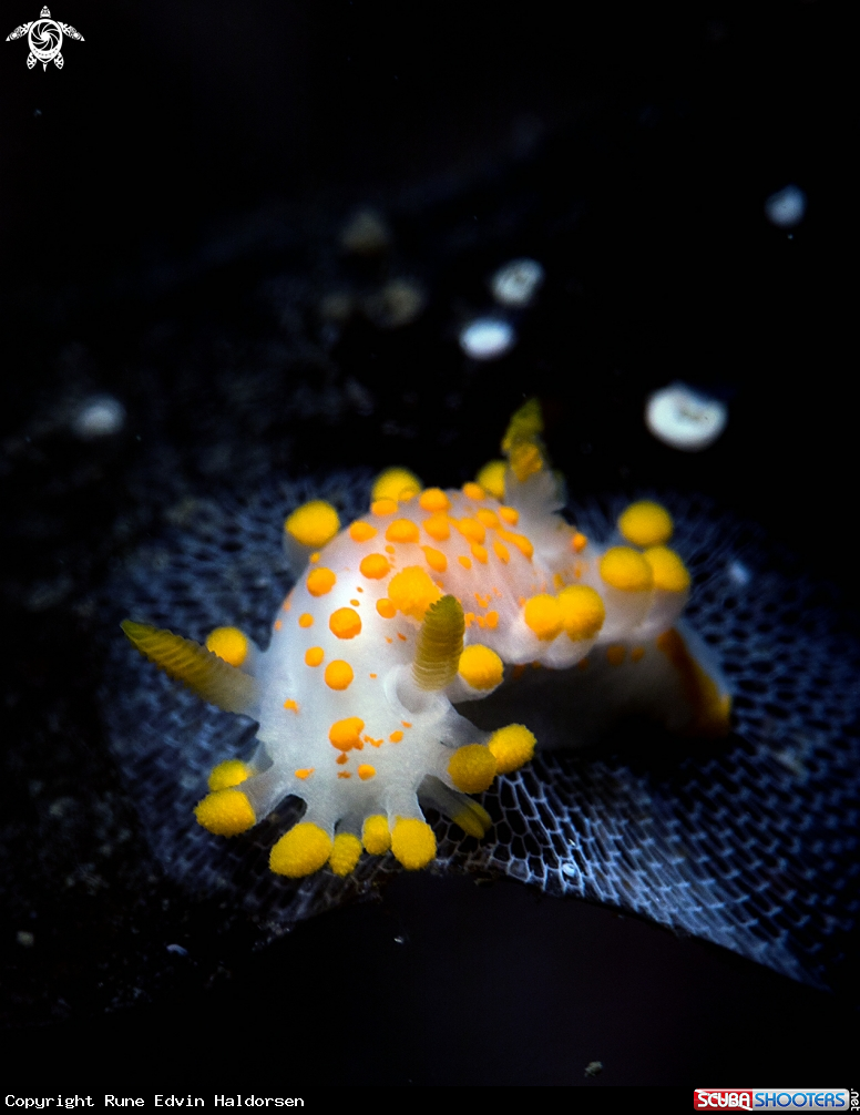 A Nudibranch