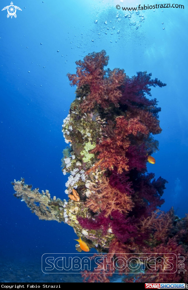 A underwater creature