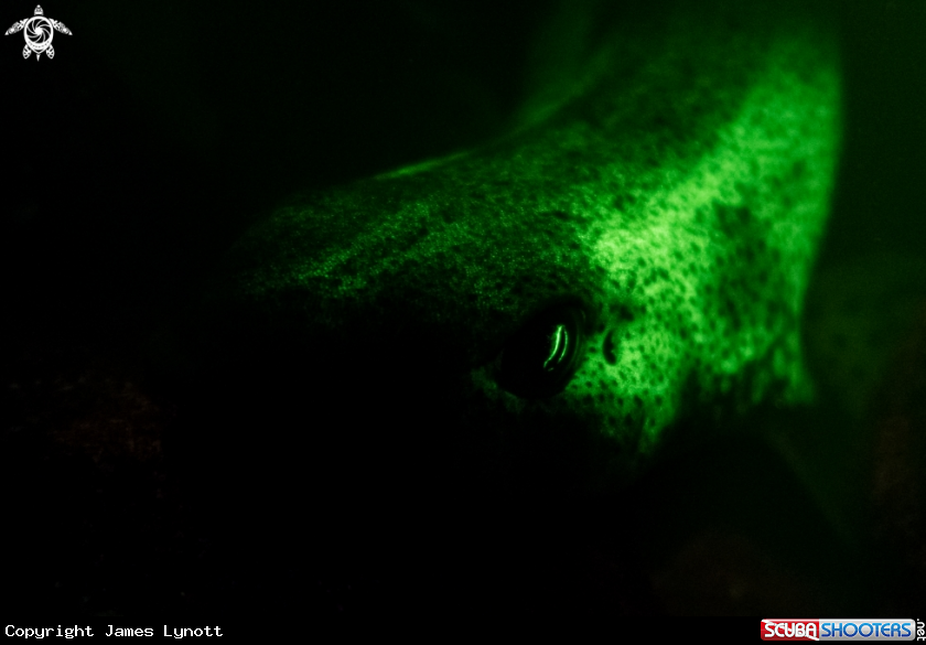 A Small-spotted Catshark