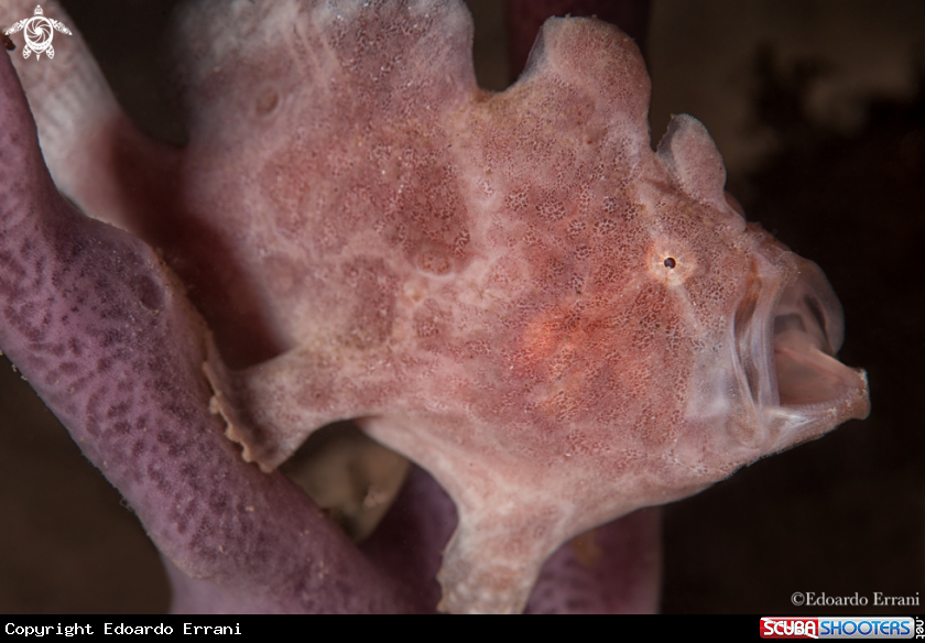 A Frog fish