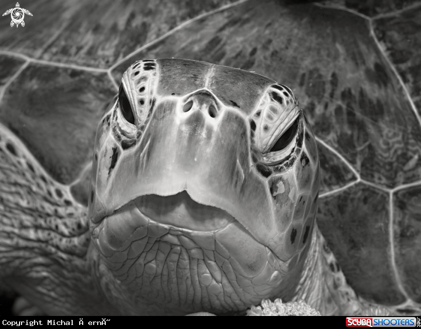 A green sea turtle
