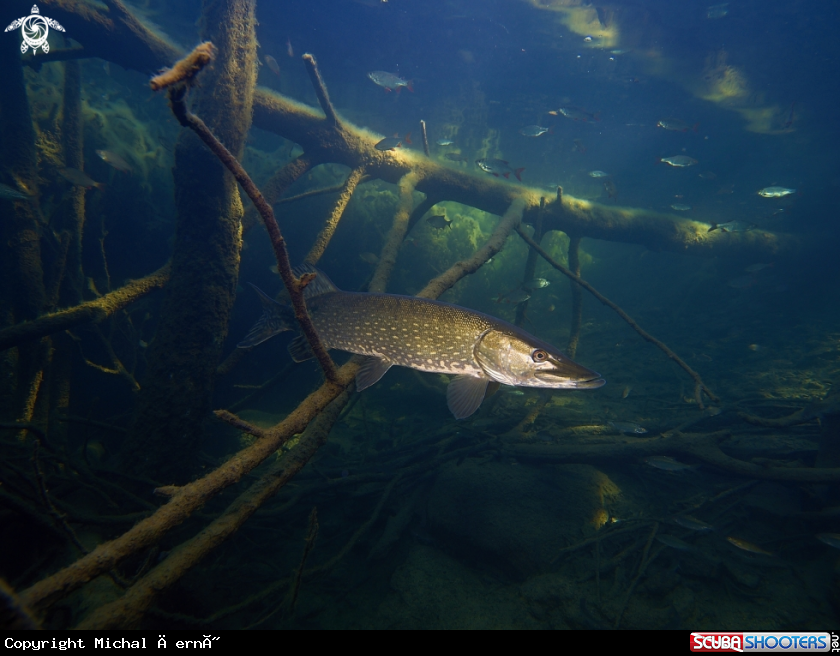 A pike