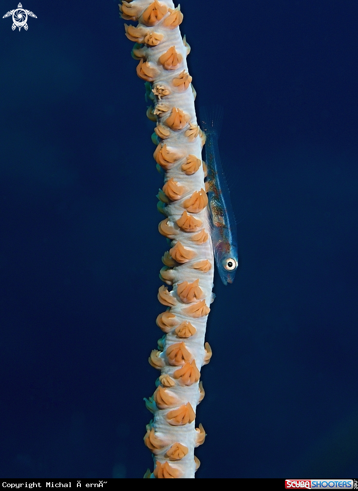 A Whip Coral Goby