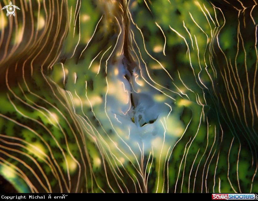 A Giant Clam