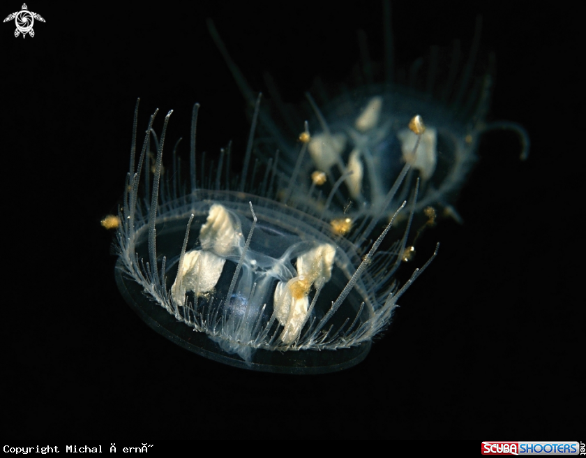 A fresh water jellyfish