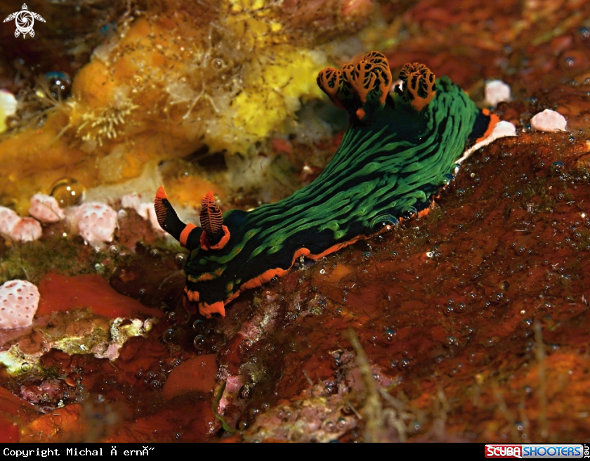 A Nembrotha kubaryana