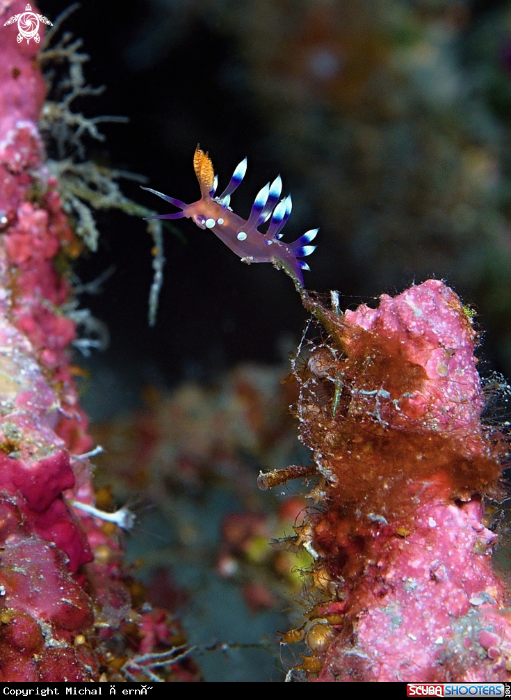 A Coryphellina exoptata