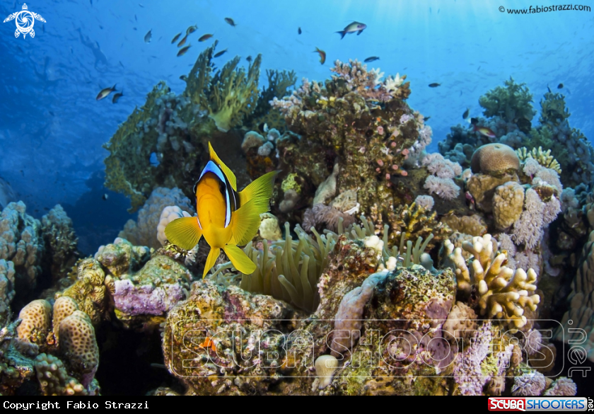A underwater creature
