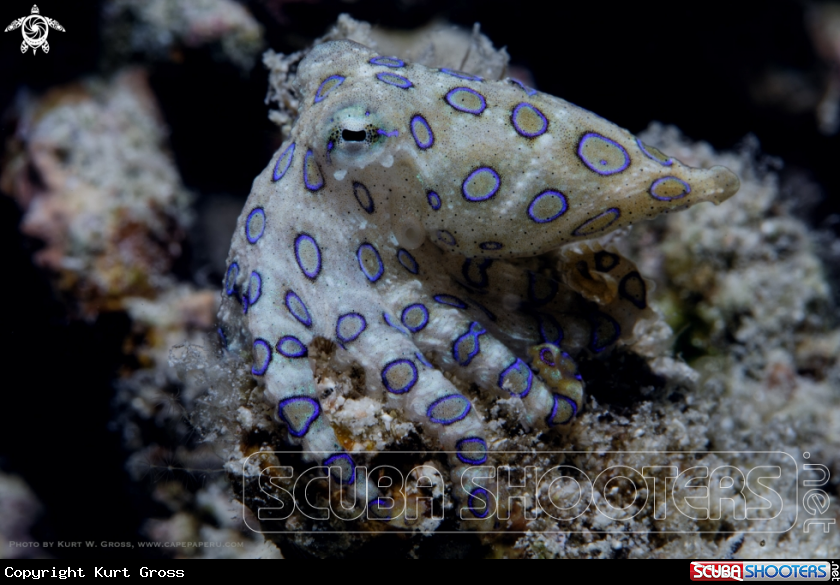 A Bluering Octopus