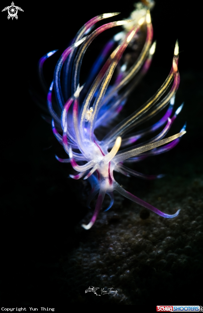 A Nudibranch
