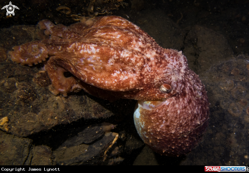 A Curled Octopus