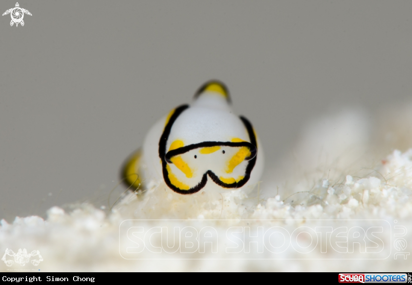 A Chelidonura Pallida