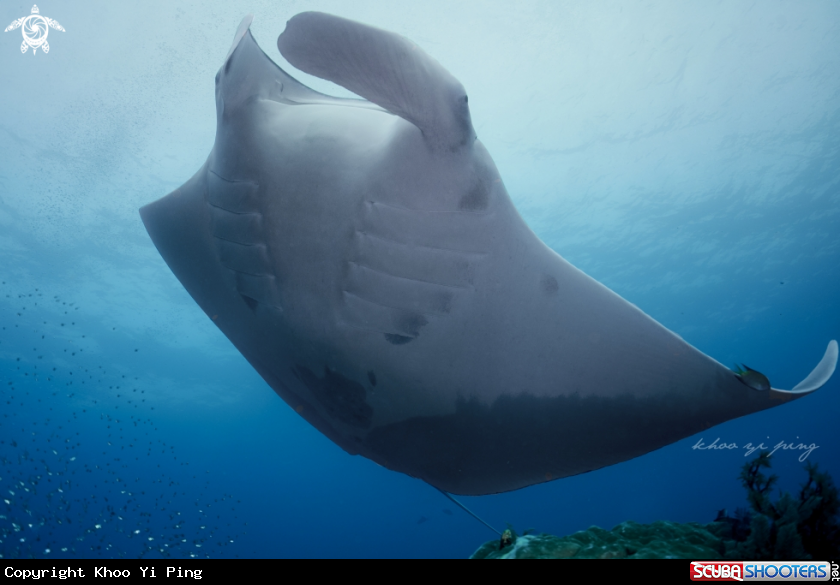 A Manta Ray