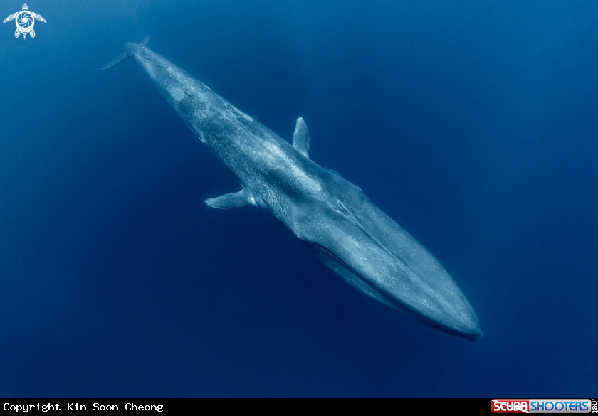 A Blue Whale 