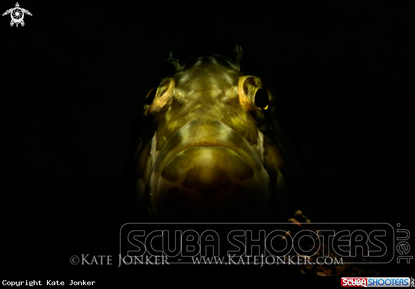A Super Klipfish