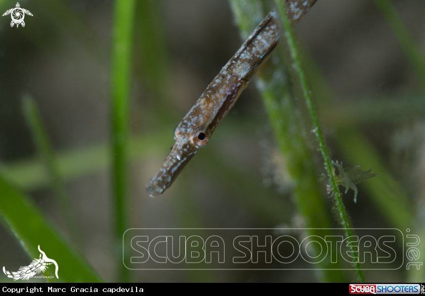 A Pipefish