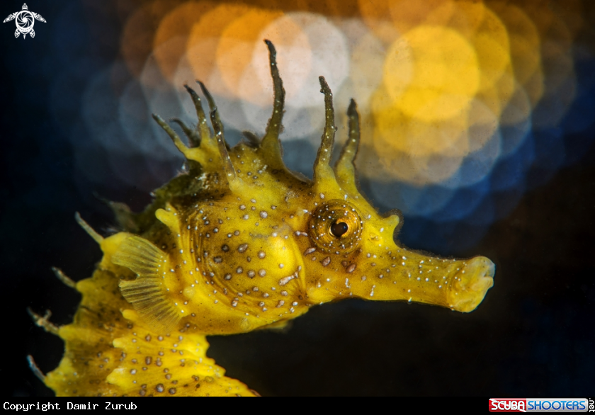 A Seahorse