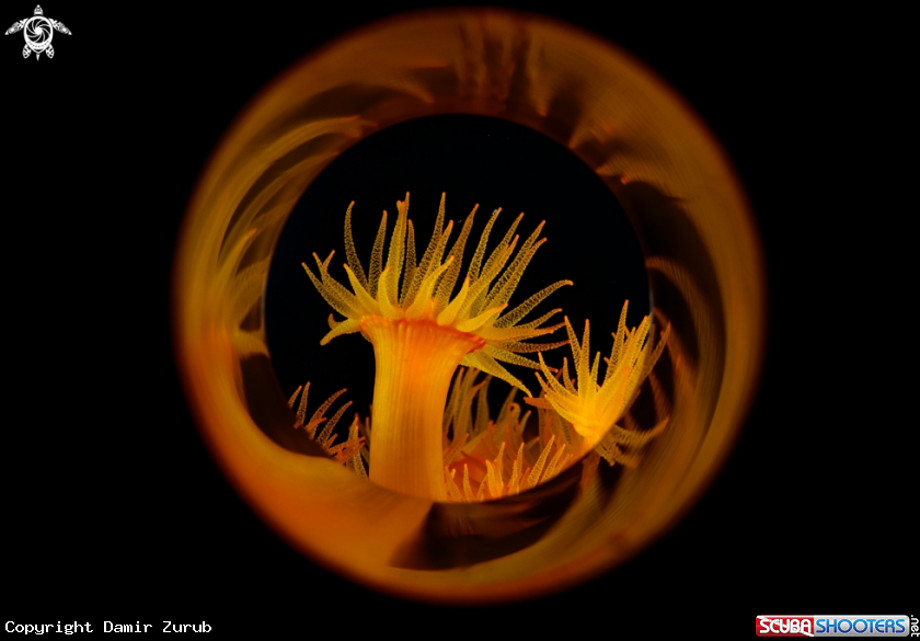 A macro life