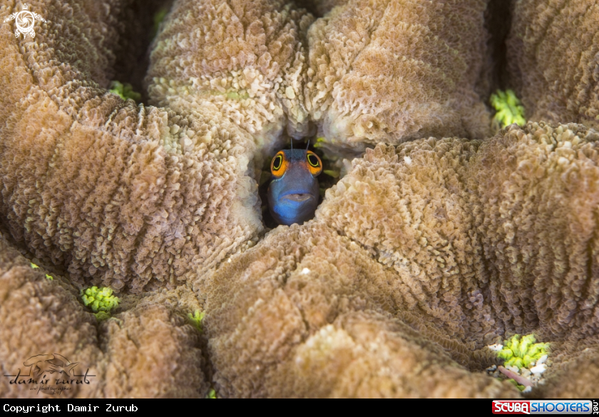 A Blenny