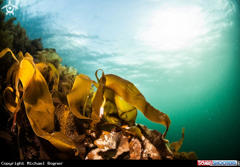 A underwater creature
