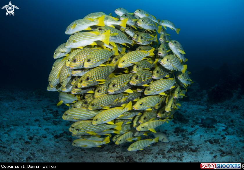 A Sweetlips fish
