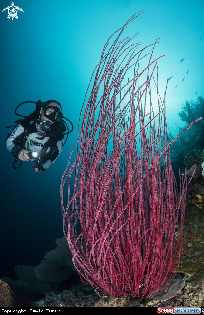 A underwater life
