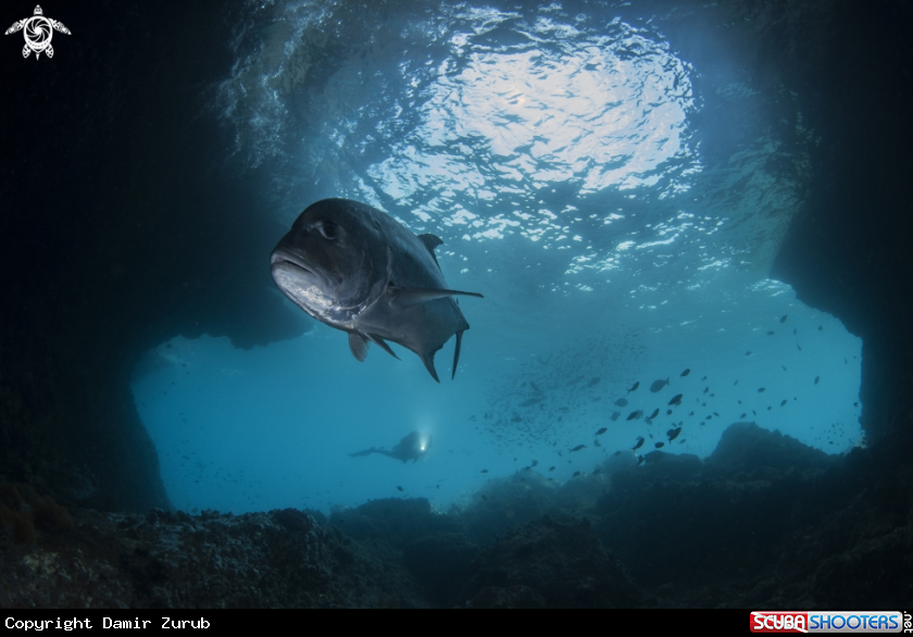 A Jack fish