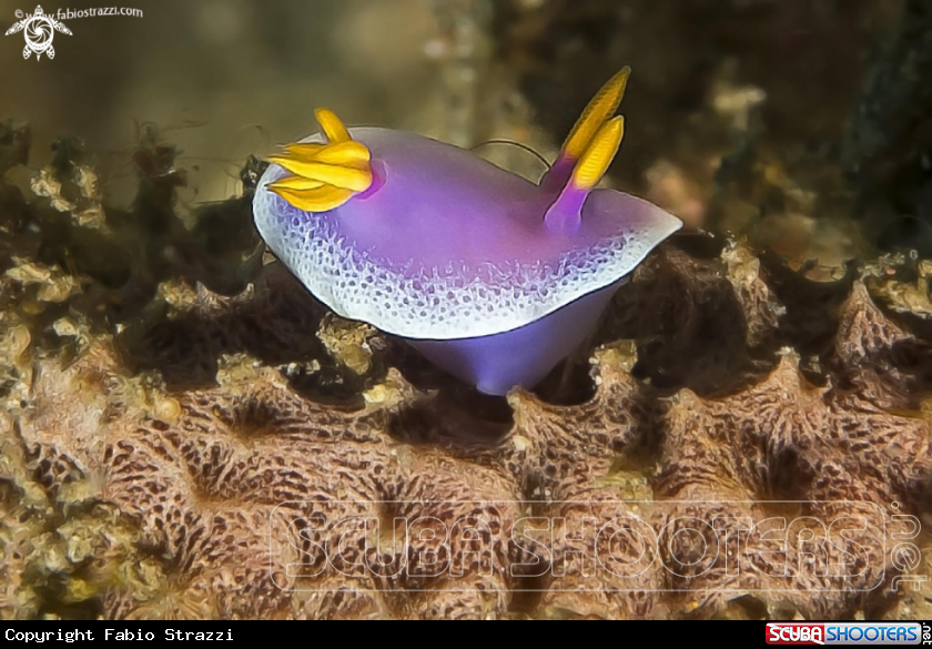 A underwater creature