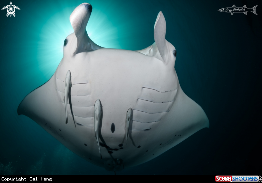 A Manta Ray