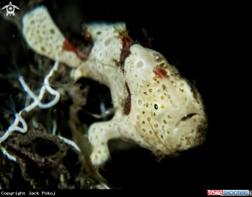A Painted frogfish