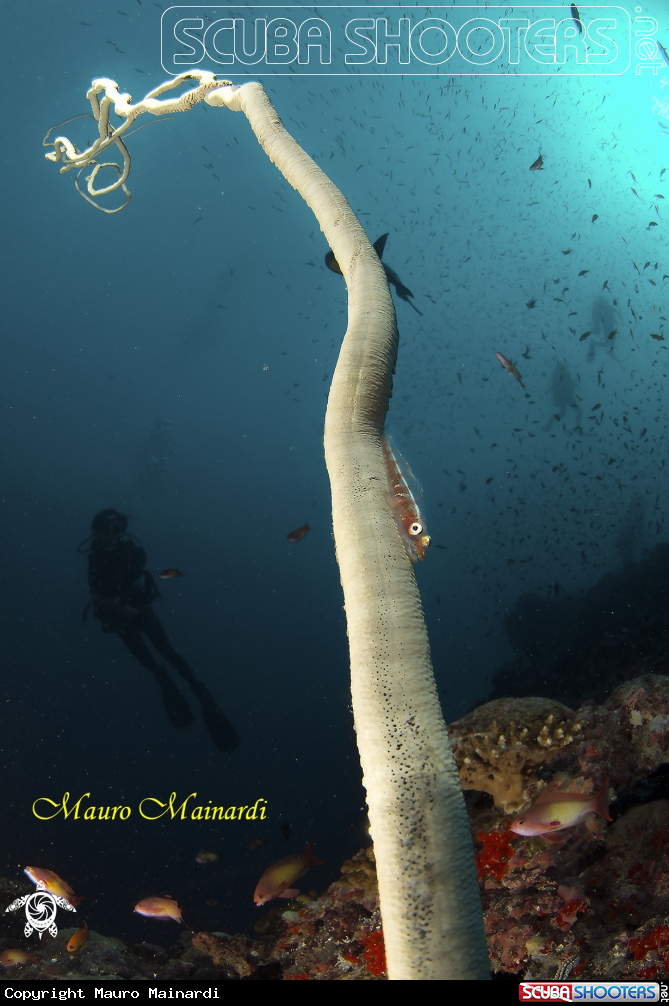 A Whipcoral.