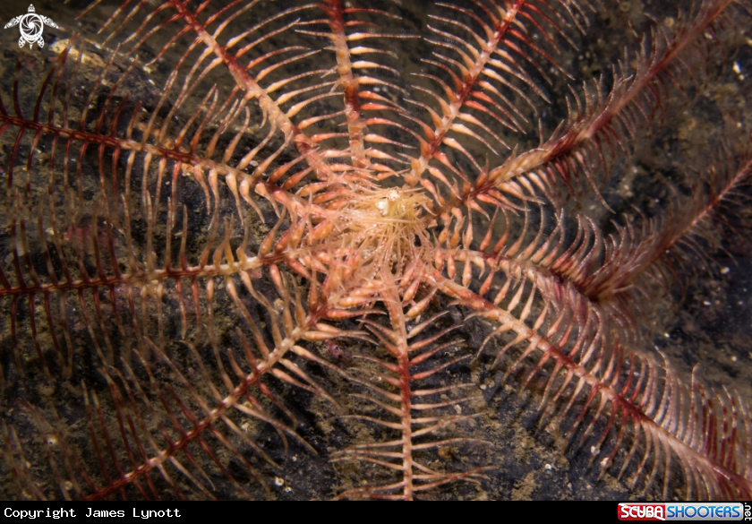 A Feather Star