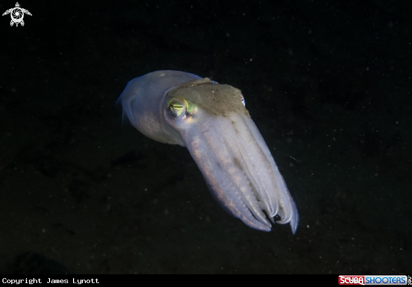 A Cuttlefish