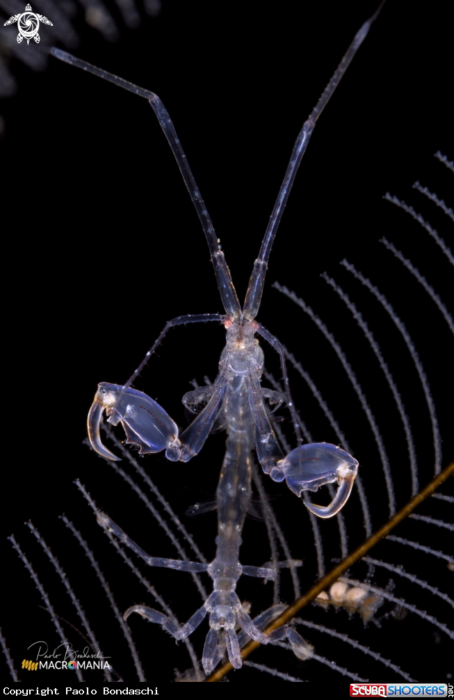 A Skeleton shrimp