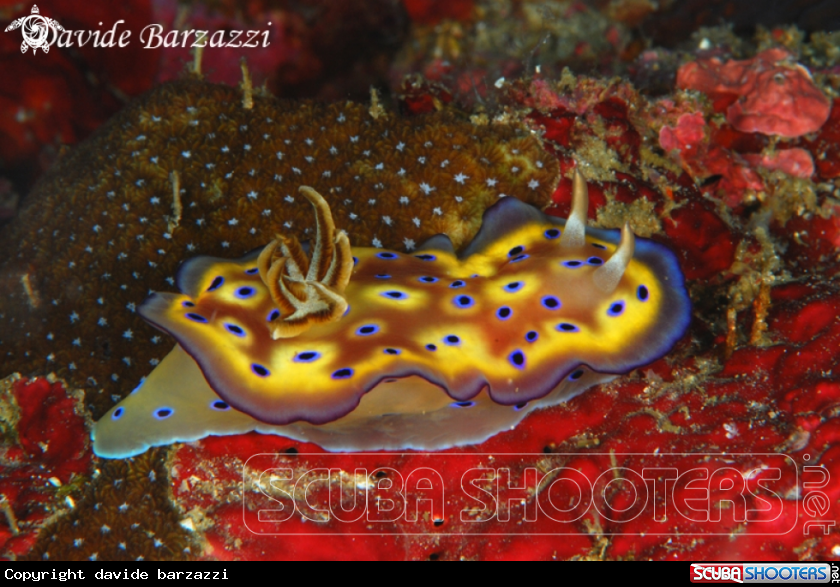A Nudibranch