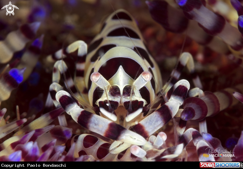 A Coleman shrimp