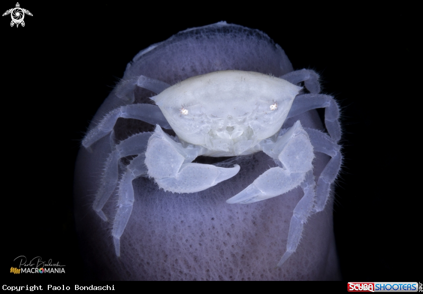A Pink Tube Sponge Crab