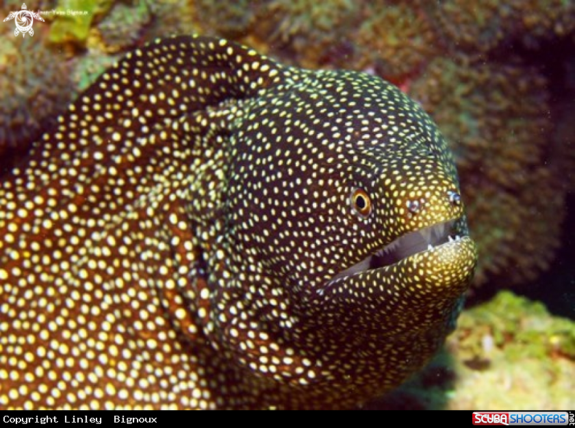 A Spotted Moray Eel Mauritius