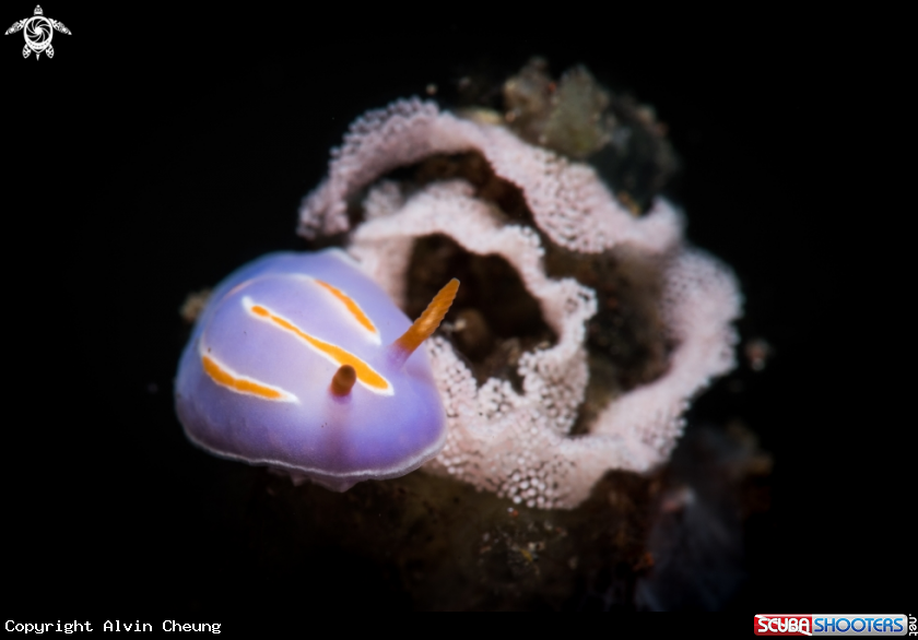 A Nudibranch